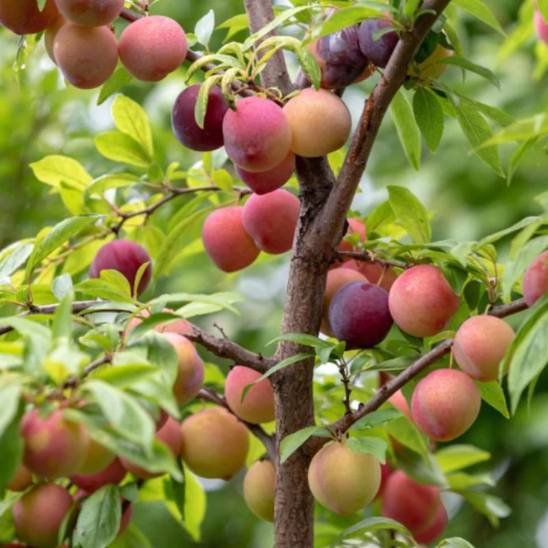 American Plum Tree Live - 2 Feet Bare Root Fruit Tree for Planting