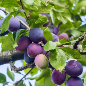 Methley Plum Tree Live Plant - 2 Feet Tall Bare Root Plum Fruit Tree