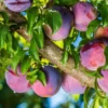 Methley Plum Tree Live Plant - 2 Feet Tall Bare Root Plum Fruit Tree