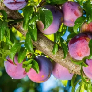 Methley Plum Tree Live Plant - 2 Feet Tall Bare Root Plum Fruit Tree