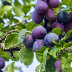 Methley Plum Tree Live Plant - 2 Feet Tall Bare Root Plum Fruit Tree
