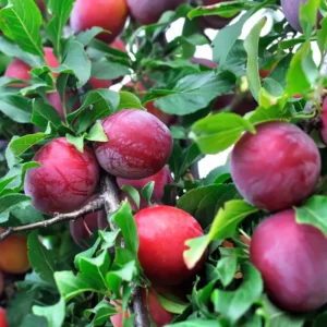 Santa Rosa Plum Tree Live - 2 Feet Tall Bare Root Fruit Tree