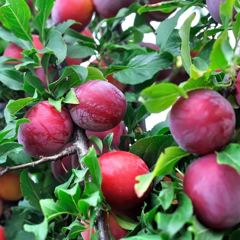 Santa Rosa Plum Tree Live - 2 Feet Tall Bare Root Fruit Tree
