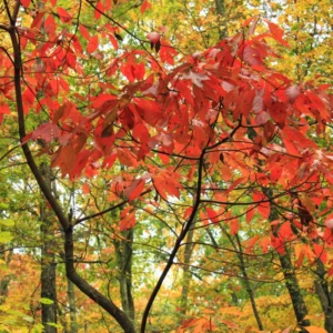 Sassafras Trees Live Plants - 2 Feet Tall Seedlings