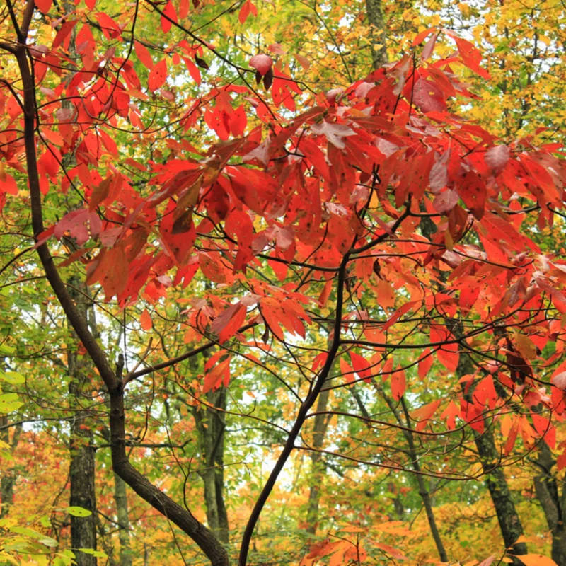 Sassafras Trees Live Plants - 2 Feet Tall Seedlings