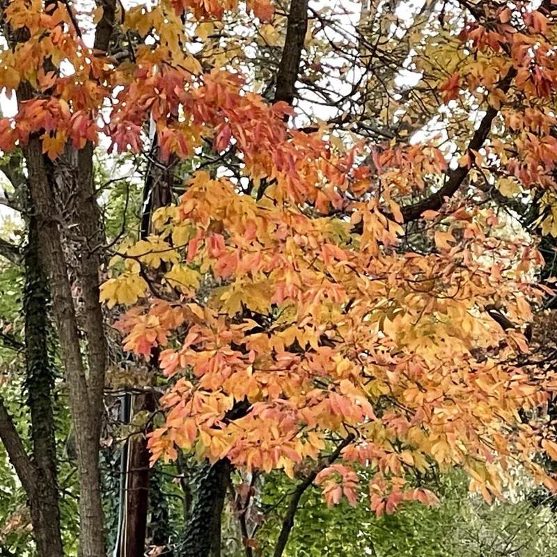Sassafras Trees Live Plants - 2 Feet Tall Seedlings