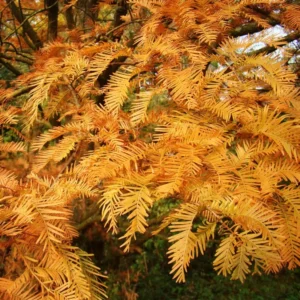 Dawn Redwood Trees Live Plants - 2 Feet Tall - Fast Growing Redwood Tree