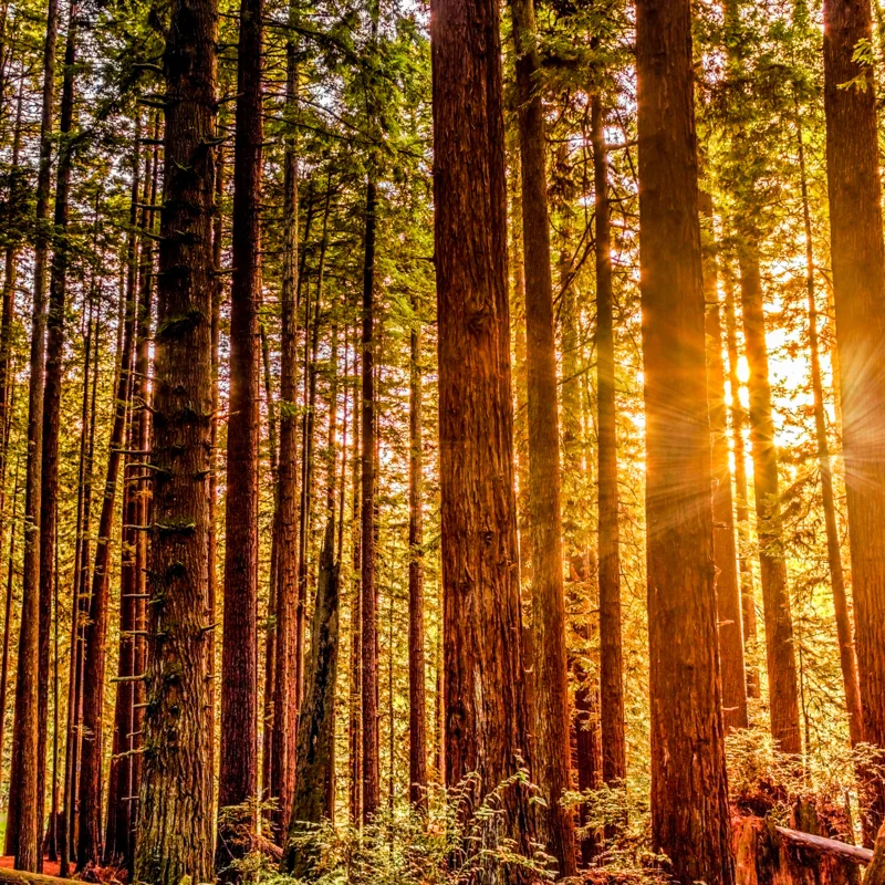 Dawn Redwood Trees Live Plants - 2 Feet Tall - Fast Growing Redwood Tree