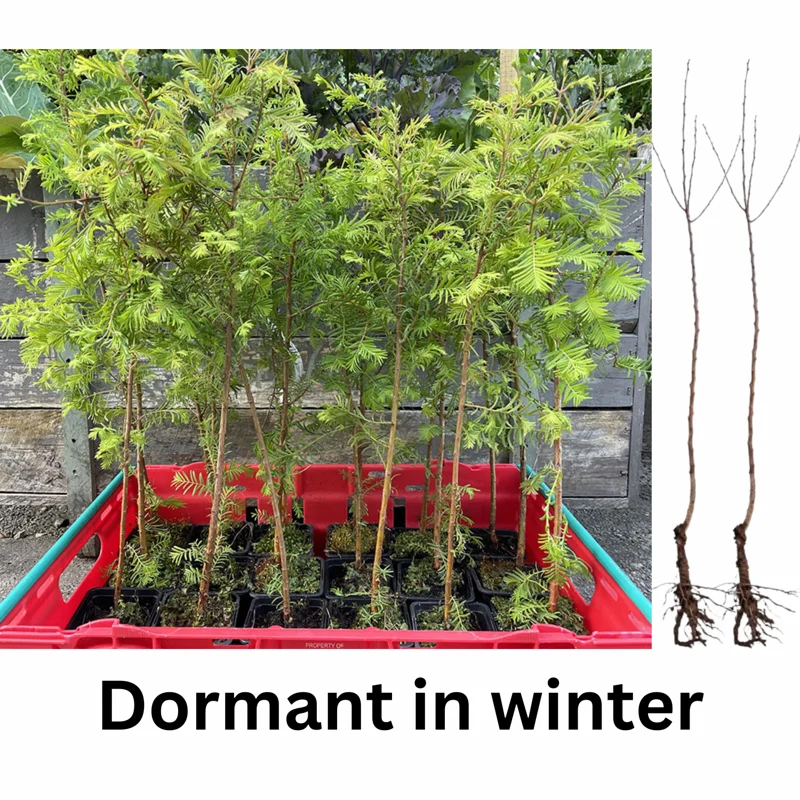 Dawn Redwood Trees Live Plants - 2 Feet Tall - Fast Growing Redwood Tree