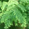 Dawn Redwood Trees Live Plants - 2 Feet Tall - Fast Growing Redwood Tree
