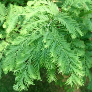 Dawn Redwood Trees Live Plants - 2 Feet Tall - Fast Growing Redwood Tree
