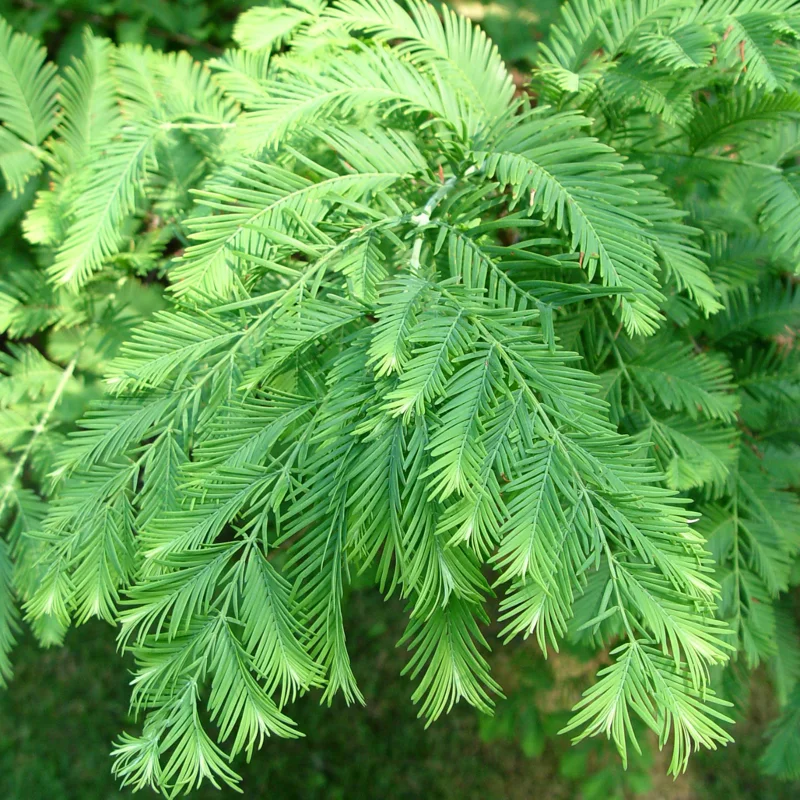 Dawn Redwood Trees Live Plants - 2 Feet Tall - Fast Growing Redwood Tree