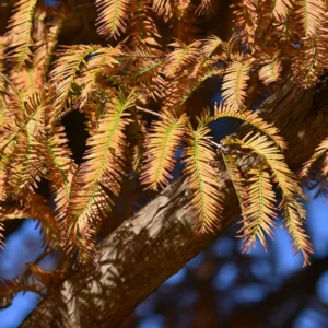 Dawn Redwood Trees Live Plants - 2 Feet Tall - Fast Growing Redwood Tree