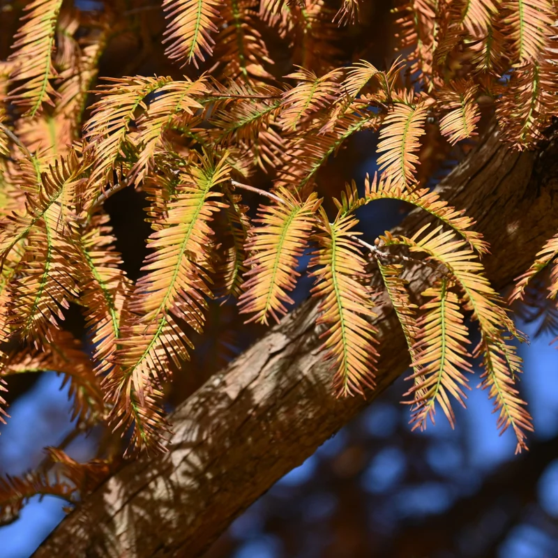 Dawn Redwood Trees Live Plants - 2 Feet Tall - Fast Growing Redwood Tree