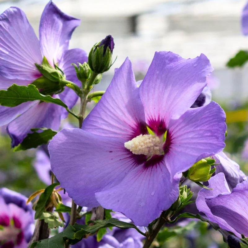 Rose of Sharon Cuttings - 6 Purple Althea Live Tree Cuttings for Growing