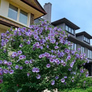 Rose of Sharon Cuttings - 6 Purple Althea Live Tree Cuttings for Growing