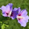 Rose of Sharon Cuttings - 6 Purple Althea Live Tree Cuttings for Growing