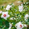 Rose of Sharon Trees - 2 White Althea Shrubs - 2 Feet Tall Live Plants