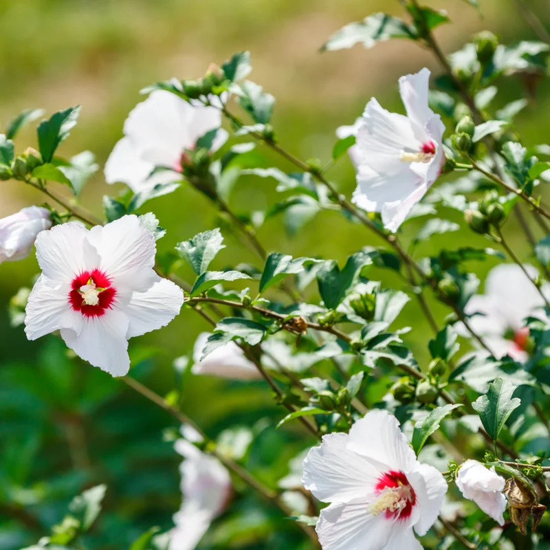 Rose of Sharon Trees - 2 White Althea Shrubs - 2 Feet Tall Live Plants