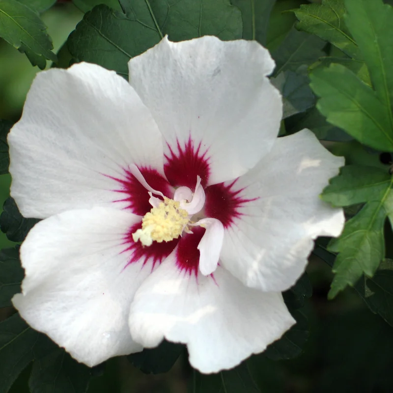 Rose of Sharon Trees - 2 White Althea Shrubs - 2 Feet Tall Live Plants
