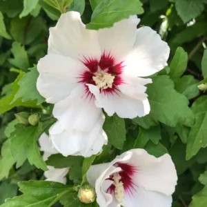 Rose of Sharon Trees - 2 White Althea Shrubs - 2 Feet Tall Live Plants