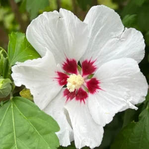 Rose of Sharon Trees - 2 White Althea Shrubs - 2 Feet Tall Live Plants