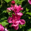 Rose of Sharon Trees - Live Althea Shrubs - 2 Red - 2 Feet Tall Flowering Shrub