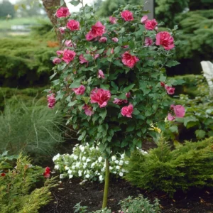Rose of Sharon Trees - Live Althea Shrubs - 2 Red - 2 Feet Tall Flowering Shrub