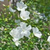 Rose of Sharon Live Trees - 2 White Althea Shrubs - 2 Feet Tall - Garden Ready