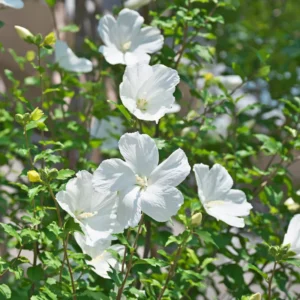 Rose of Sharon Live Trees - 2 White Althea Shrubs - 2 Feet Tall - Garden Ready