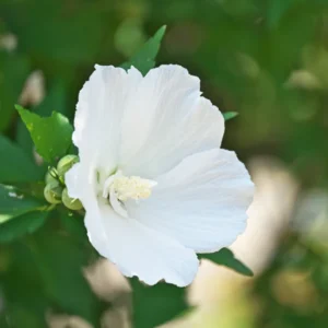 Rose of Sharon Live Trees - 2 White Althea Shrubs - 2 Feet Tall - Garden Ready