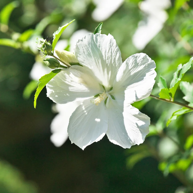 Rose of Sharon Live Trees - 2 White Althea Shrubs - 2 Feet Tall - Garden Ready
