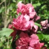 Rose of Sharon Trees - 2 Live Purple Althea Shrubs - 2 Feet Tall - Garden Ready