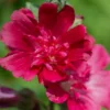 Red Rose of Sharon Shrubs - Live Althea Trees 2 Feet Tall - Hardy Red Flower Plant