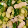 White Mulberry