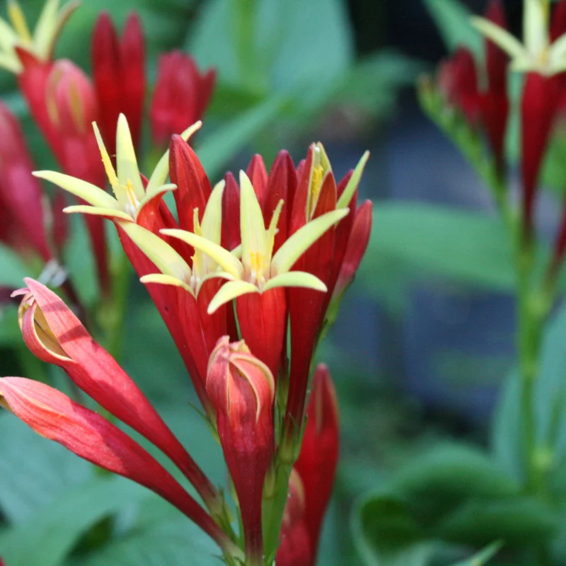 Pinkroot Live Plants - 5 Bare Root Perennial Wildflower Plants Outdoors