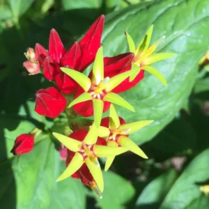 Pinkroot Live Plants - 5 Bare Root Perennial Wildflower Plants Outdoors