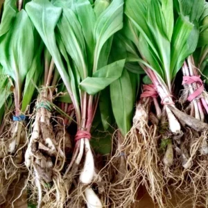 Allium Ramps Live Plants - 15 Wild Leeks Bulbs Bare Root Perennial Vegetable