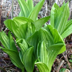 Allium Ramps Live Plants - 15 Wild Leeks Bulbs Bare Root Perennial Vegetable