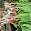Allium Ramps Live Plants - 15 Wild Leeks Bulbs Bare Root Perennial Vegetable