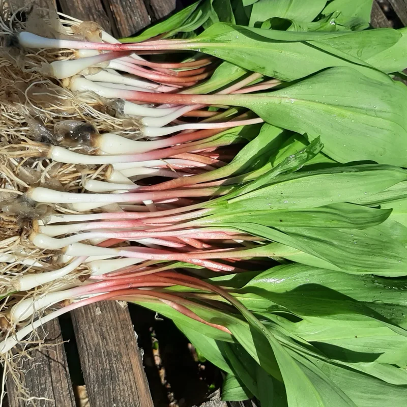 Allium Ramps Live Plants - 15 Wild Leeks Bulbs Bare Root Perennial Vegetable