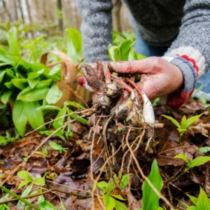 Allium Ramps Live Plants - 15 Wild Leeks Bulbs Bare Root Perennial Vegetable