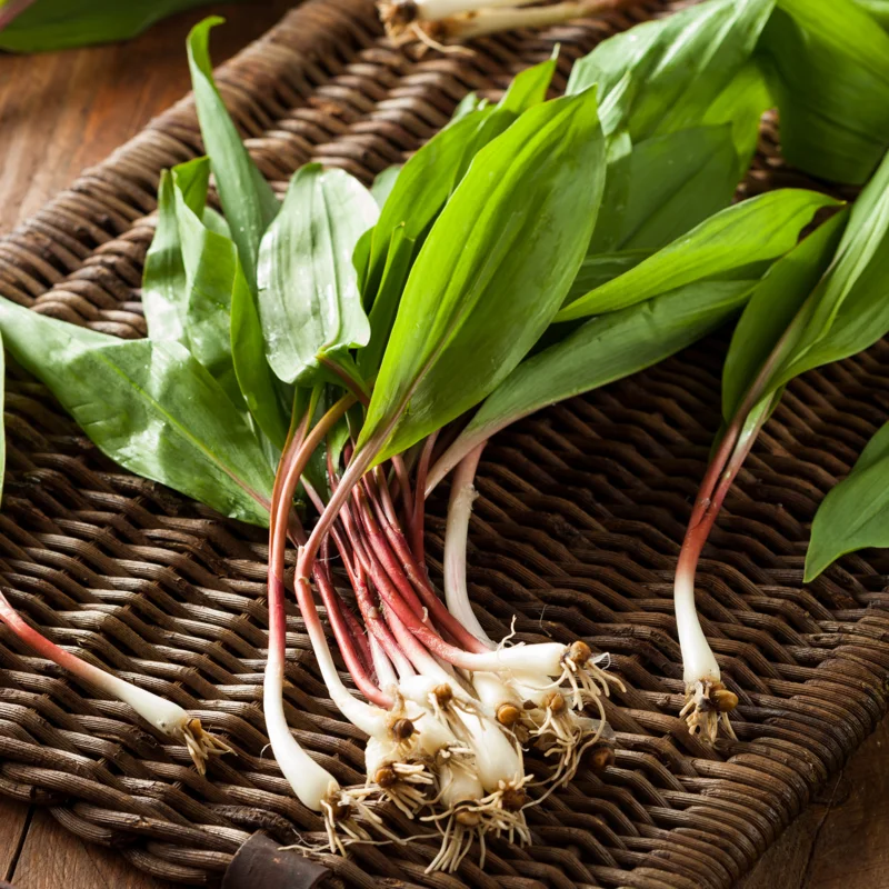 Allium Ramps Live Plants - 15 Wild Leeks Bulbs Bare Root Perennial Vegetable