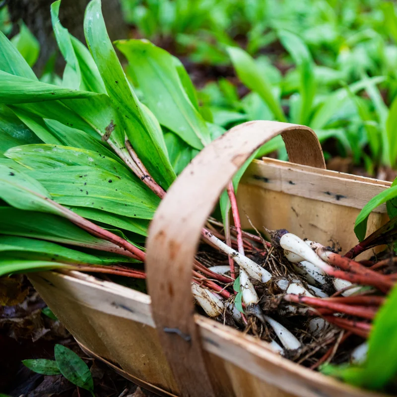 Allium Ramps Live Plants - 15 Wild Leeks Bulbs Bare Root Perennial Vegetable