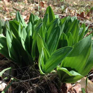 Allium Ramps Live Plants - 15 Wild Leeks Bulbs Bare Root Perennial Vegetable