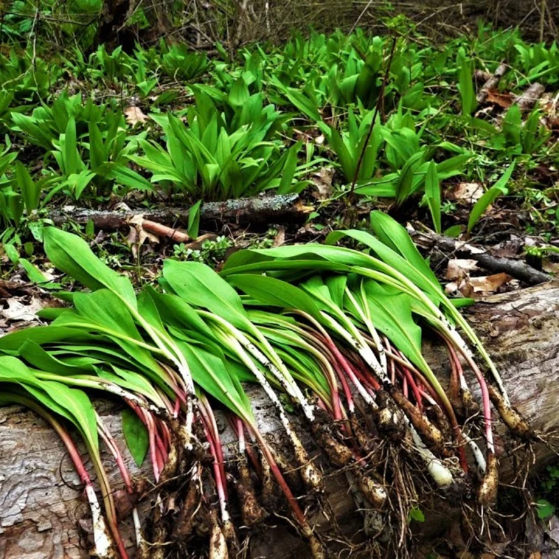 Allium Ramps Live Plants - 15 Wild Leeks Bulbs Bare Root Perennial Vegetable