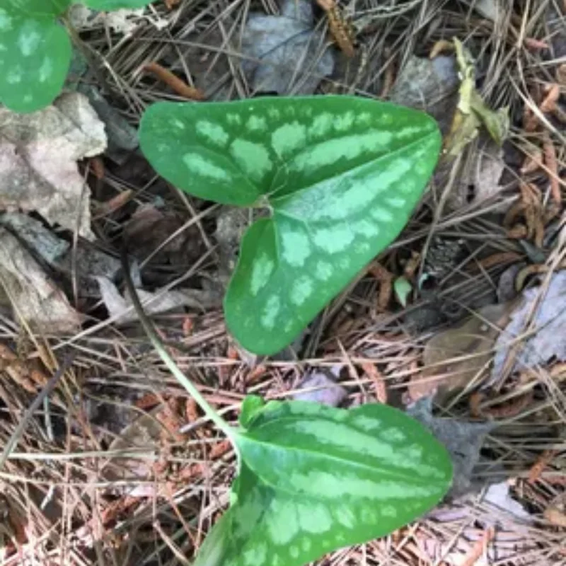 Heart Leaf Ginger Plants Live Wild Ginger Bare Roots Perennial Shade Garden Plants
