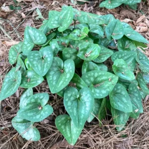 Heart Leaf Ginger Plants Live Wild Ginger Bare Roots Perennial Shade Garden Plants