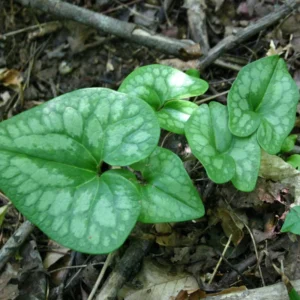 Heartleaf Ginger Plants - 5 Live Groundcover Plants for Shaded Gardens
