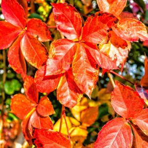 Virginia Creeper Ivy Plants Live - 3 Bare Root Climbing Vines - Perennial